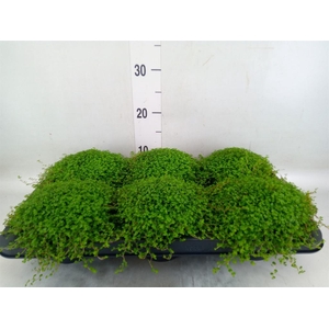 Soleirolia soleirolii   ...green