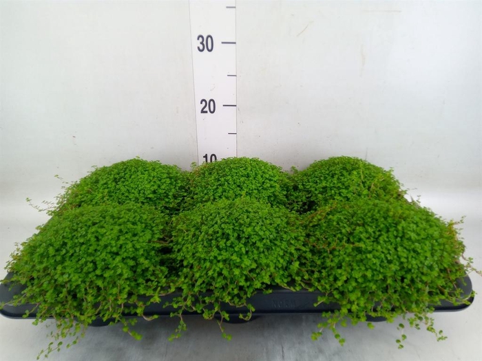 <h4>Soleirolia soleirolii   ...green</h4>