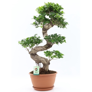 Ficus Mi Ginseng