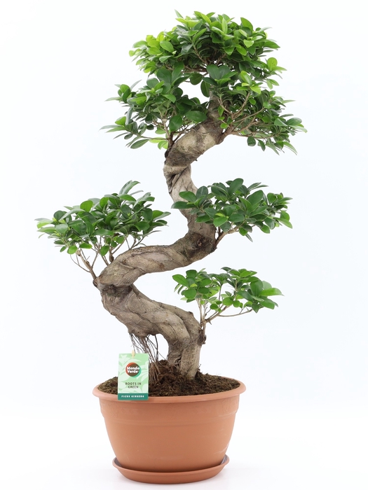 <h4>Ficus Mi Ginseng</h4>