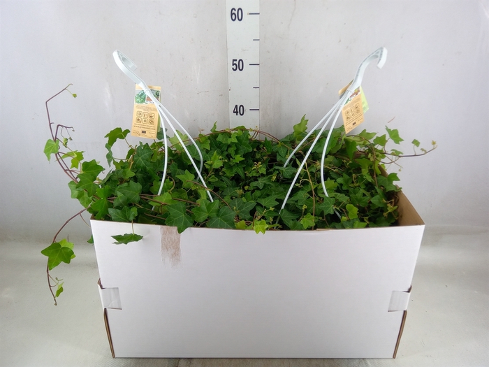 <h4>Hedera helix 'Pittsburgh'</h4>