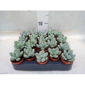 Pachyphytum oviferum