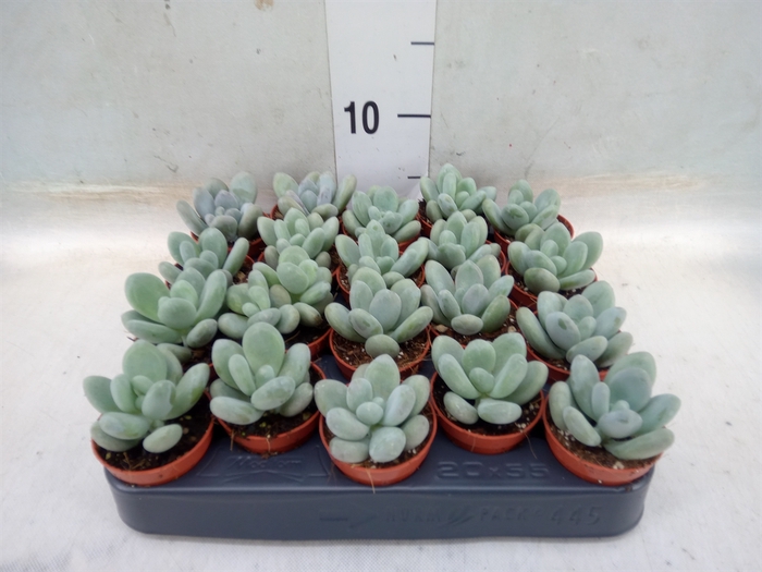 <h4>Pachyphytum oviferum</h4>