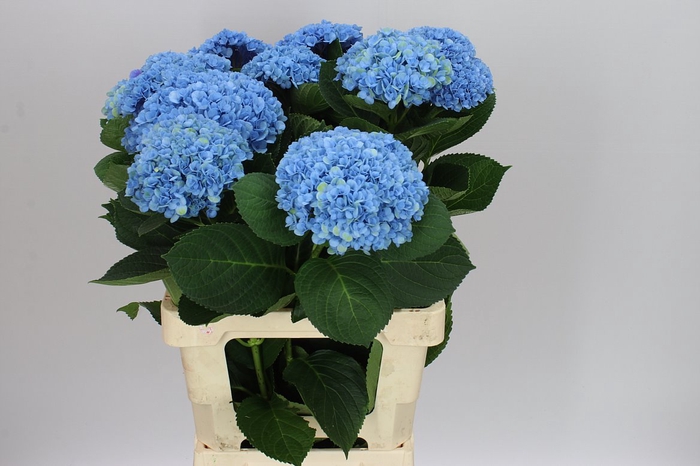 <h4>Hyd Revolution Blue</h4>