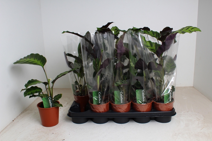 <h4>CALAT GEM 3 SRT</h4>