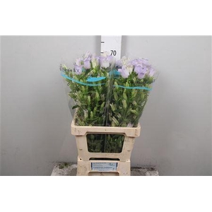 Camp M Champion Lavender