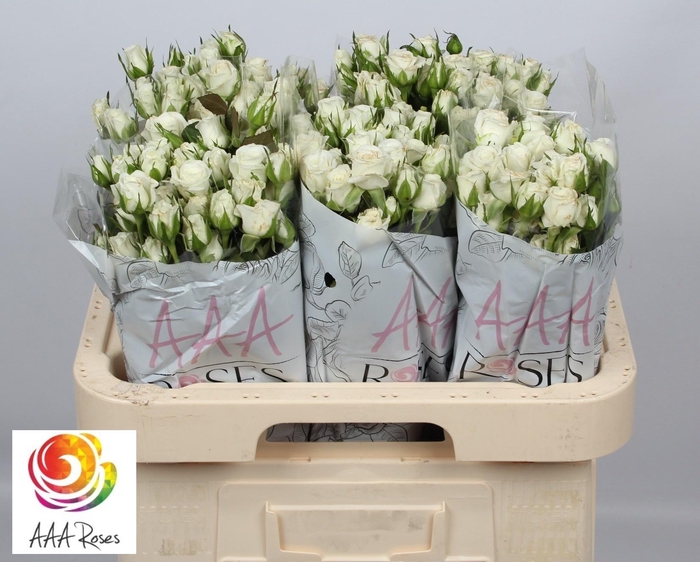 <h4>R TR WEDDING PARTY</h4>