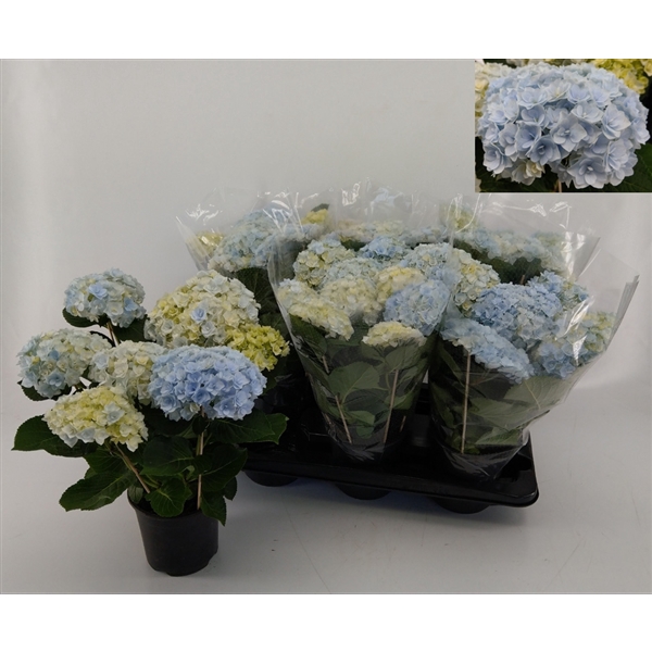 <h4>Hydrangea Hovaria New Double Blue</h4>