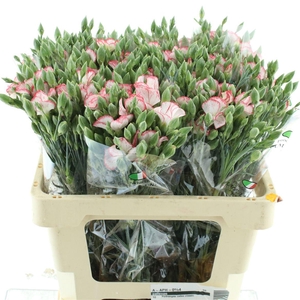 Di Tr Simply Pink Stripe Extra