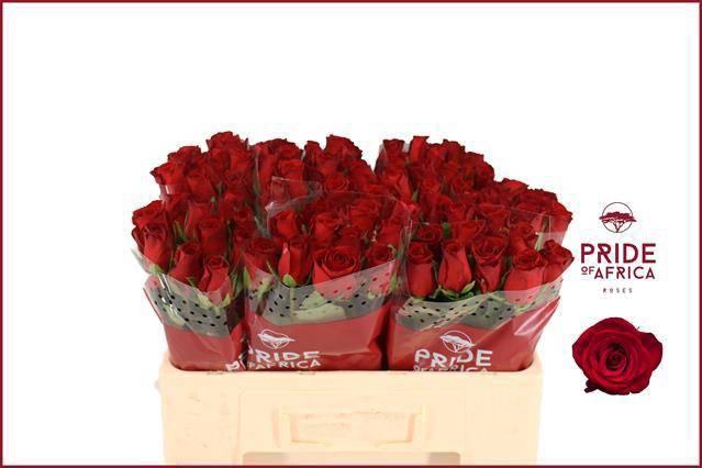 <h4>R GR REVOLUTION</h4>