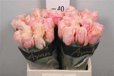 <h4>R Gr Pretty Pillow</h4>