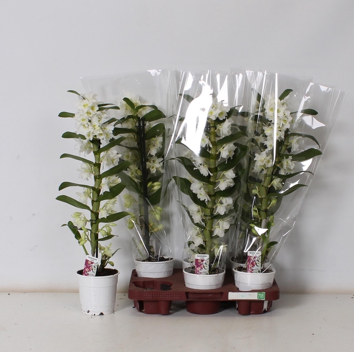 <h4>DEND NOBILE</h4>