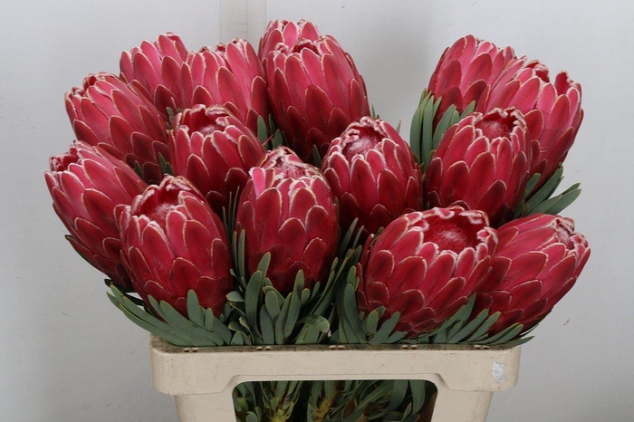 <h4>Protea Venus 60cm</h4>