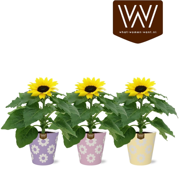 <h4>KAMERPL BLOEIEND GEM</h4>