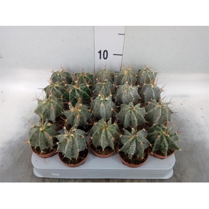 Astrophytum ornatum
