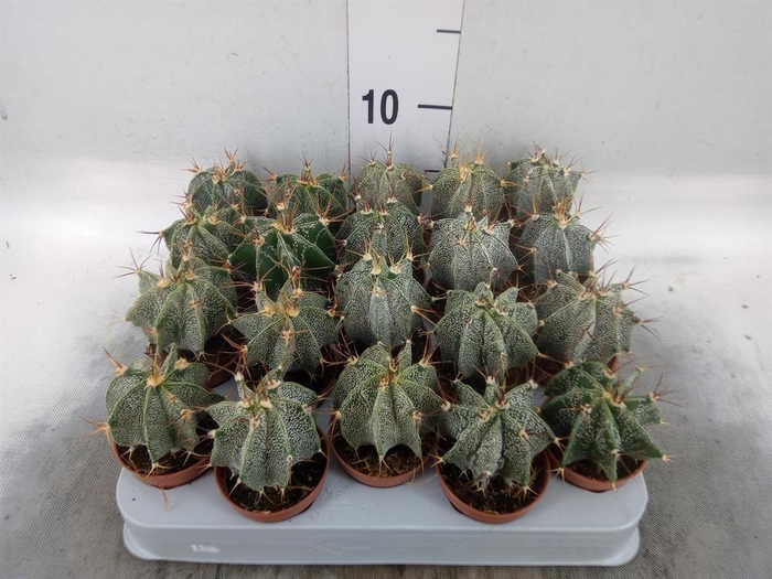 <h4>Astrophytum ornatum</h4>