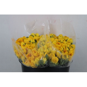 Ran Elegance Yellow