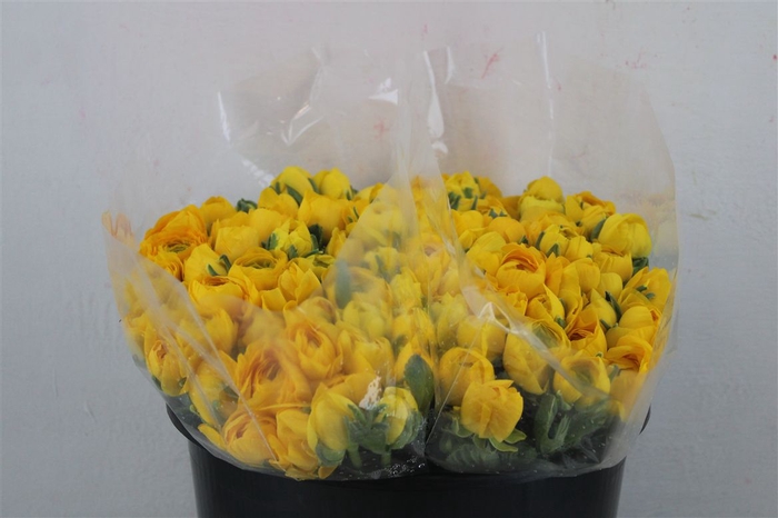 <h4>Ran Elegance Yellow</h4>