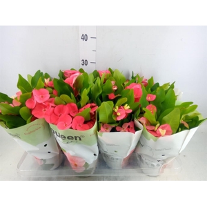 Euphorbia milii 'Charlotte'