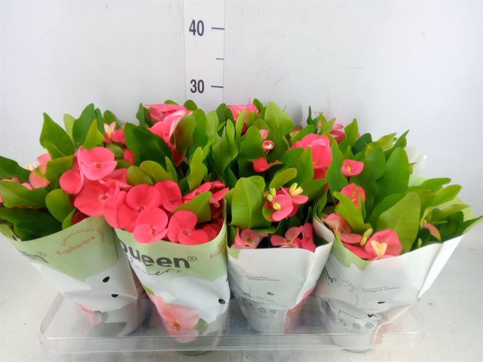 <h4>Euphorbia milii 'Charlotte'</h4>