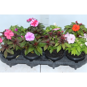 SUNPATIENS® P13