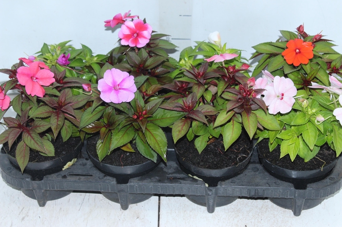 <h4>SUNPATIENS P13</h4>