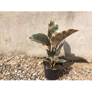 FICUS ELASTICA