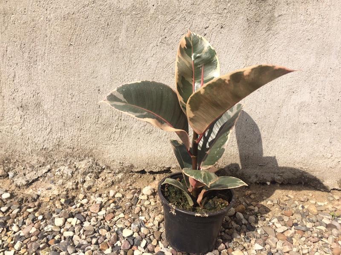 <h4>FICUS ELASTICA</h4>