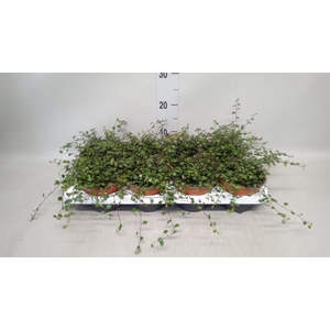 Muehlenbeckia com. 'Mao'ri'