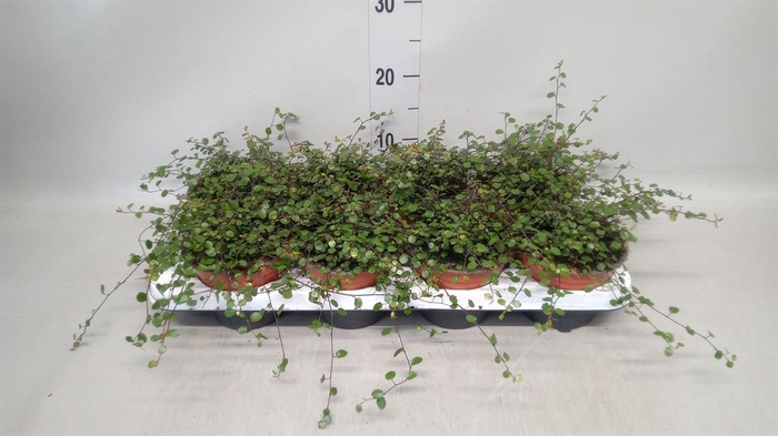 <h4>Muehlenbeckia com. 'Mao'ri'</h4>