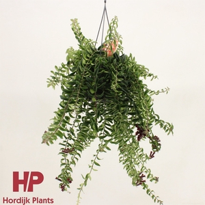 Aeschynanthus  'Twister'