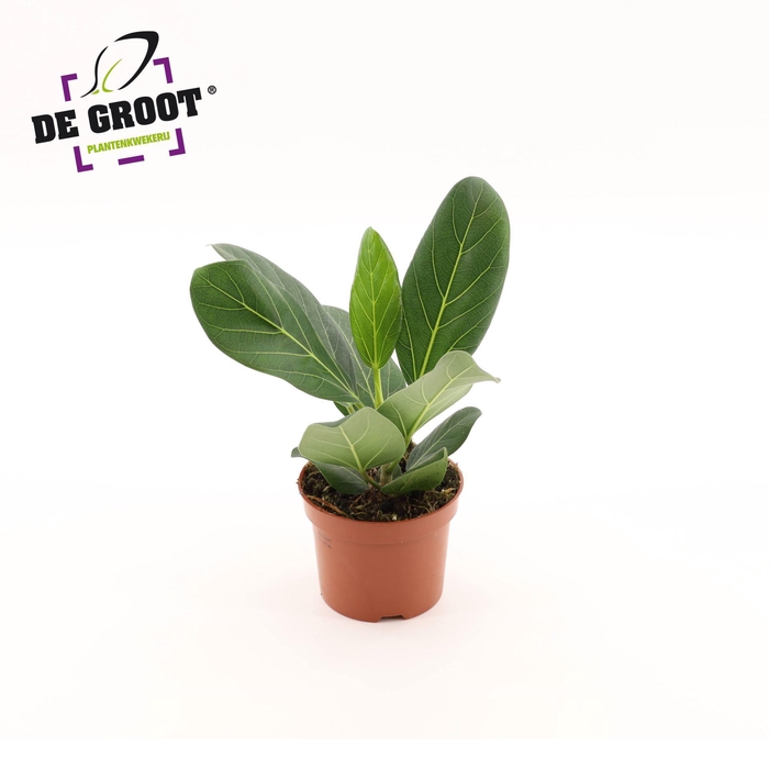 <h4>Ficus Audrey</h4>