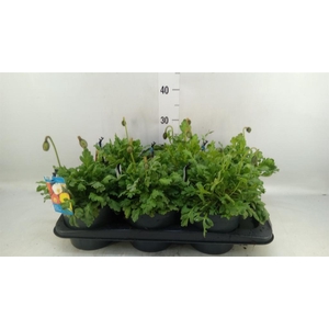 Papaver nudic. 'Gartenzwerg'