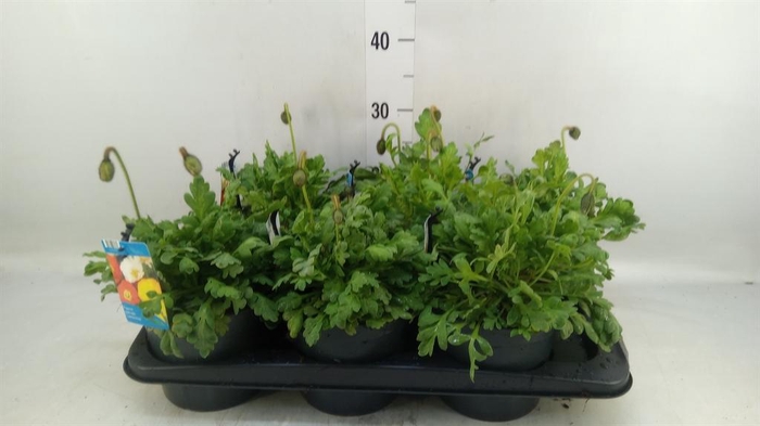 <h4>Papaver nudic. 'Gartenzwerg'</h4>