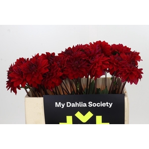 Dahlia Menorca