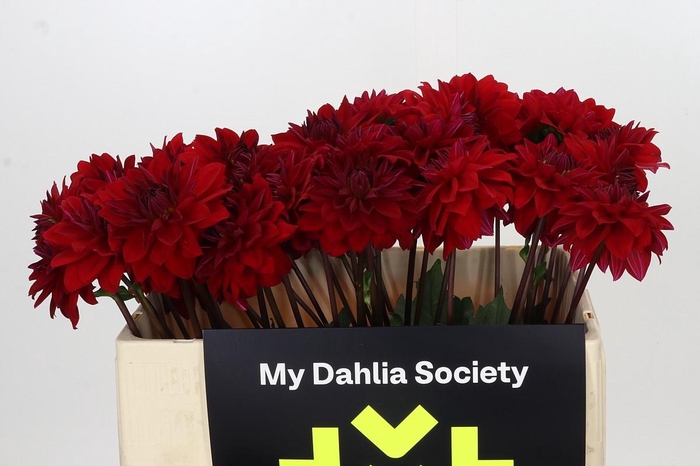 <h4>Dahlia Menorca</h4>