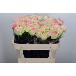 Rosa GR 'Pink Journey'