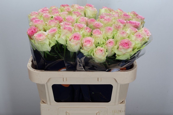 <h4>Rosa GR 'Pink Journey'</h4>