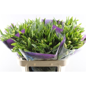 Alstr White Swan (wit)