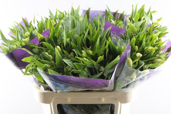 <h4>Alstr White Swan (wit)</h4>