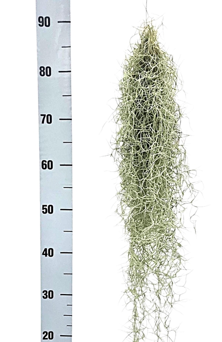 <h4>TILL USNEOIDES</h4>