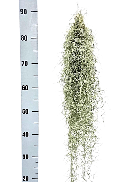 <h4>TILL USNEOIDES</h4>