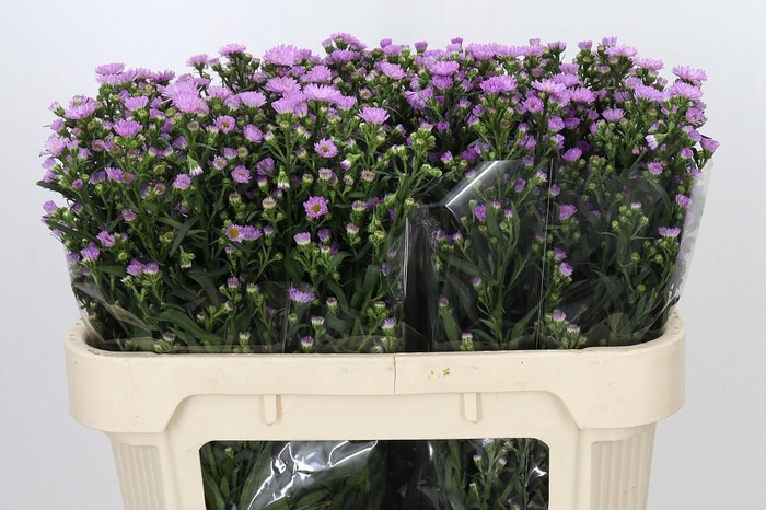 <h4>Aster Painted Lady</h4>