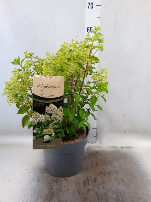 <h4>Hydrangea pan.</h4>