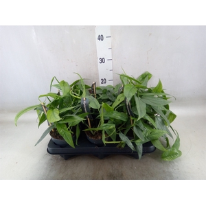 Epipremnum pinn. 'Cebu Blue'