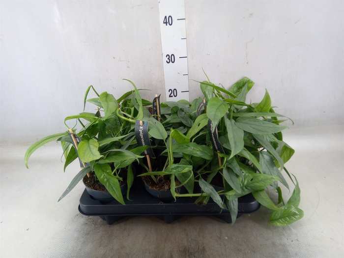 <h4>Epipremnum pinn. 'Cebu Blue'</h4>
