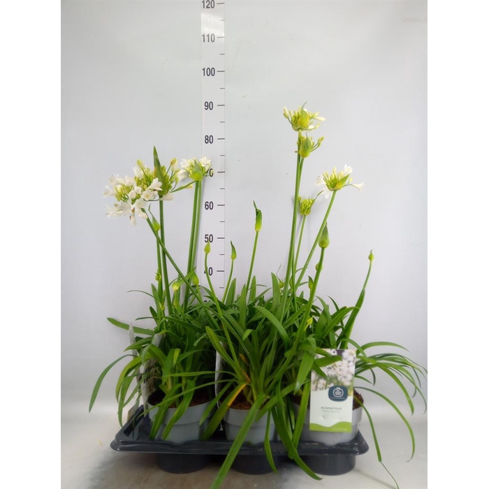 <h4>Agapanthus  'Everpanthus White'</h4>