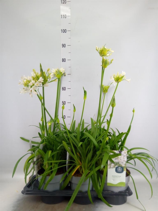 Agapanthus  'Everpanthus White'