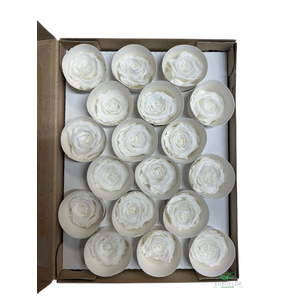 PRESERVED ROSES XS WHI-01