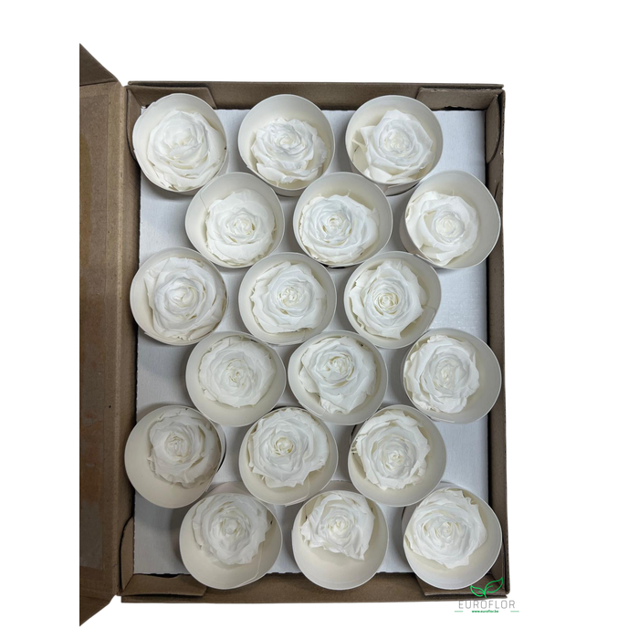 <h4>PRESERVED ROSES XS WHI-01</h4>